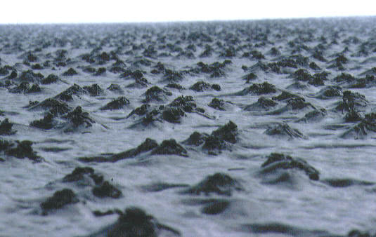 Arenicola marina The Blow Lugworm 